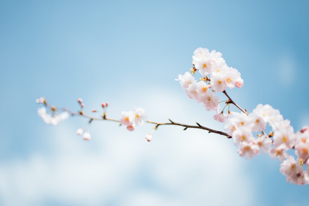 Traditional Chinese Medicine and Spring