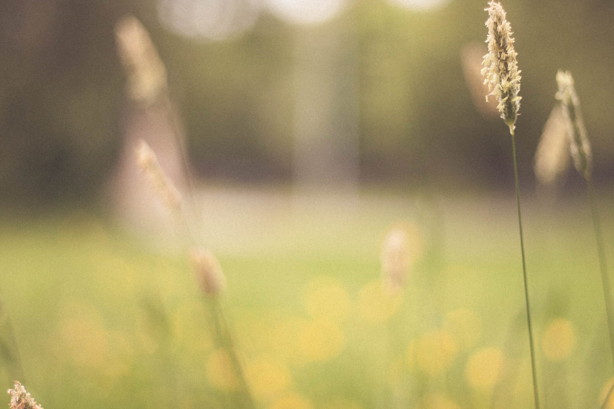 Traditional Chinese Medicine and Summer