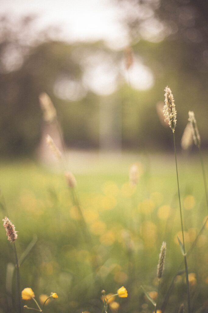 Traditional Chinese Medicine and Summer