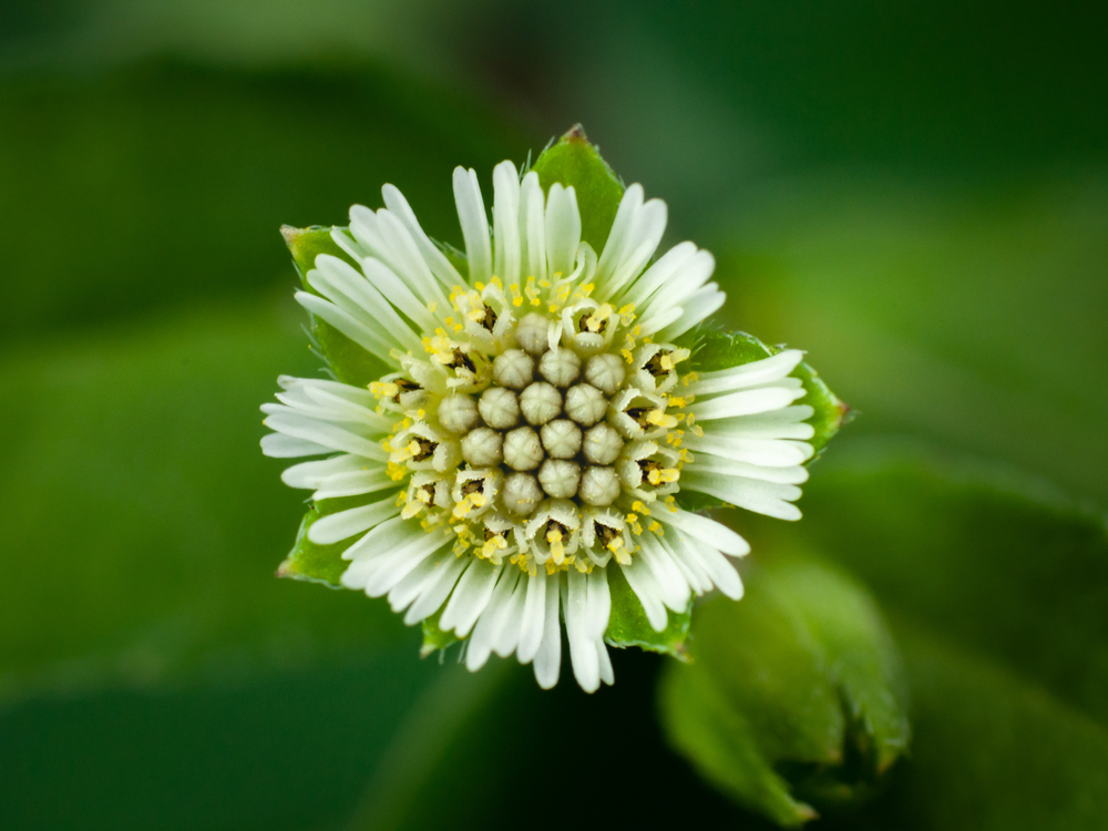 Coping With Seasonal Allergies (Summertime)