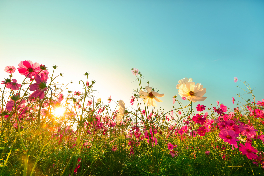 Traditional Chinese Medicine and Late Summer